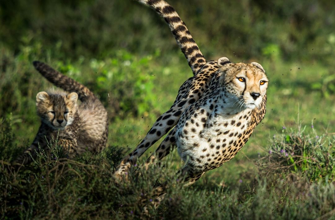 optimising javascript - it needs to be fast like this cheetah in this image