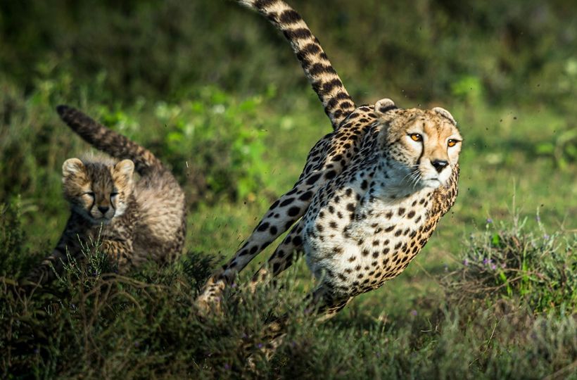 optimising Javascript - an image of a cheetah running fast