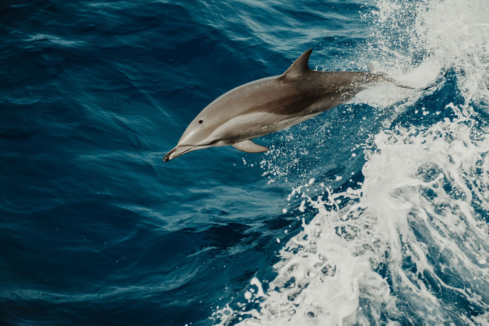 Make your images load fast - like this dolphin swimming quickly
