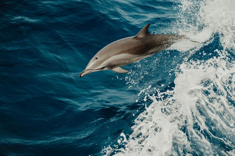 Image of a dolphin swimming very quickly