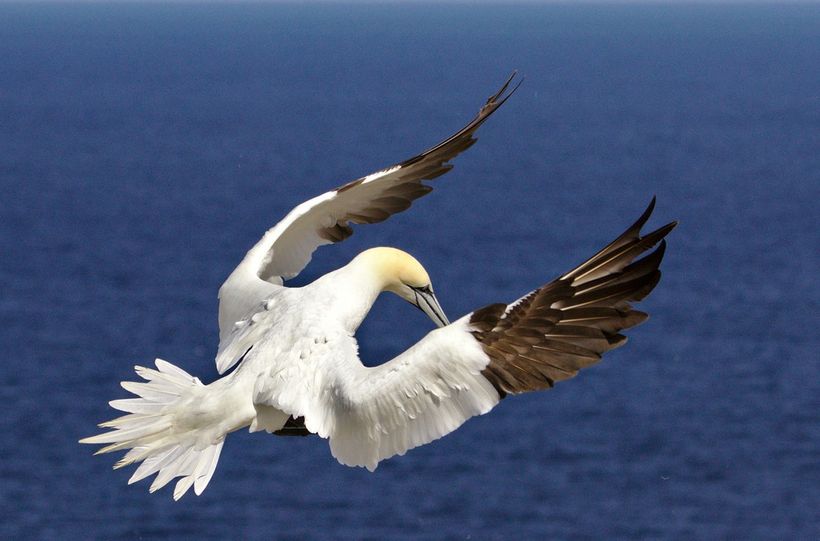 Image of a gannet before it plunges super-fast into the sea.