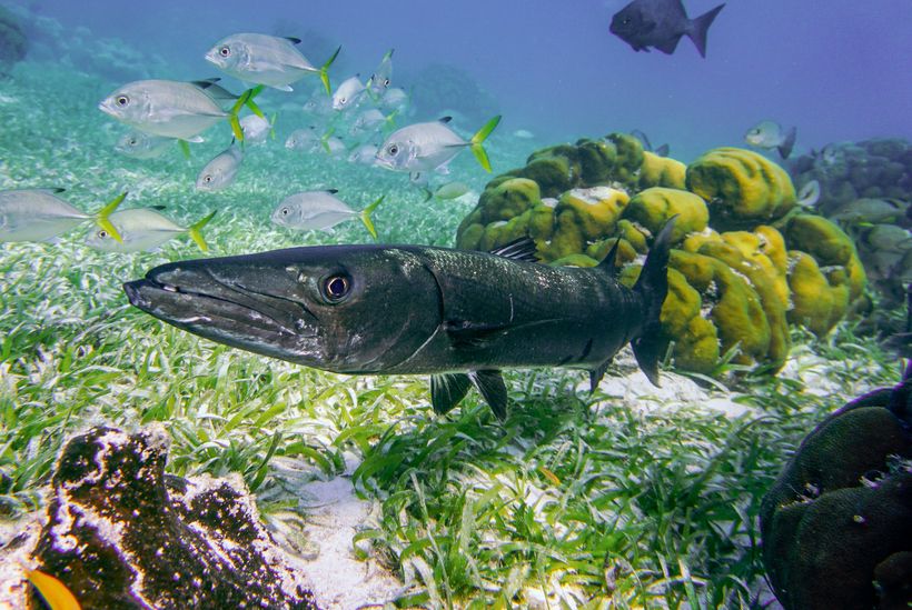 Barracuda - make sure your website is fast like this fish!