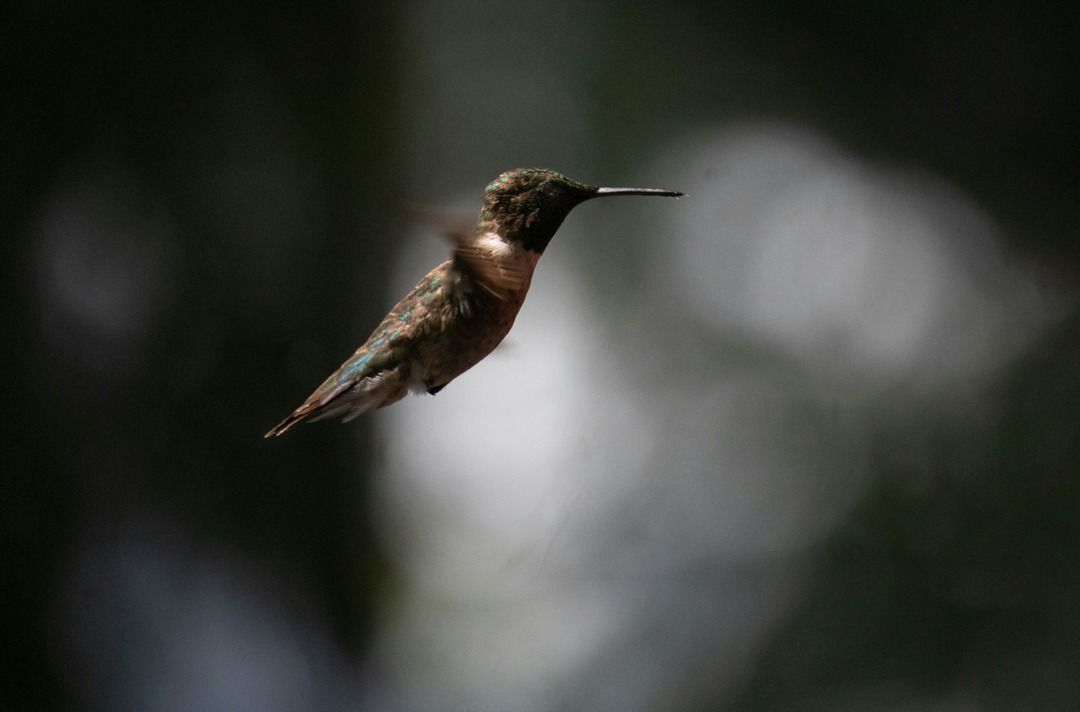 Image of a humming bird beating its wings super-fast