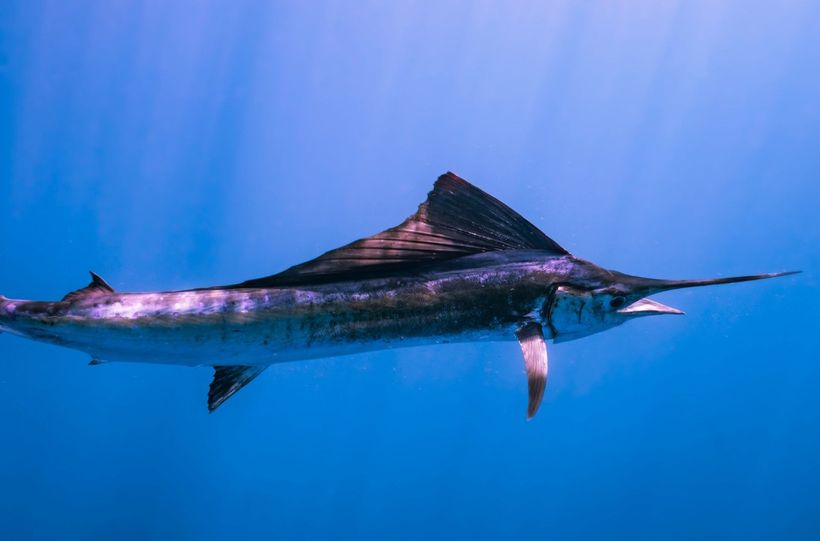 Image of a sailfish - the fastest sea creature