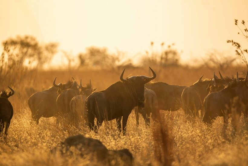 Image of wildebeest
