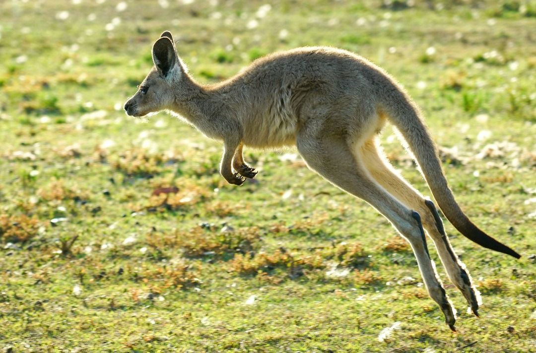 high performing kangaroo in the context of high performing CSS